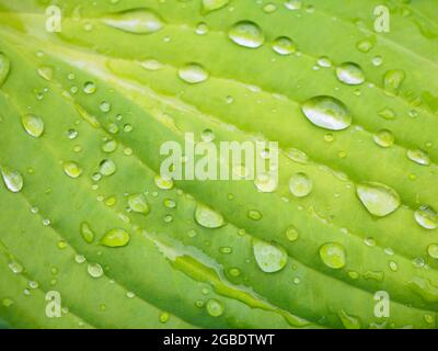 Rain water drops on green leaf macro Stock Photo
