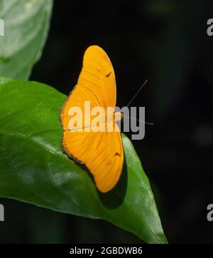 Julia Butterfly Dryas Heliconian Stock Photo