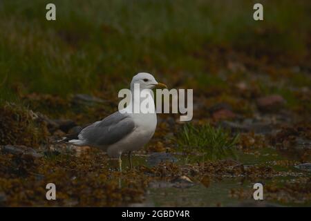 Common Gull, Larus canus, on shore of Gareloch, Argyll, Scotland, UK Stock Photo