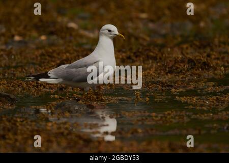 Common Gull, Larus canus, on shore of Gareloch, Argyll, Scotland, UK Stock Photo