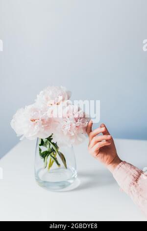 Female hand caress light pink peonies flowers in a vase on white background. Arm of carefree woman touching beautiful flower and enjoying beauty. Calm Stock Photo
