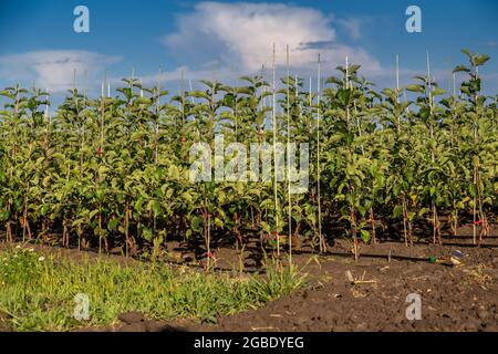 Young apple seedlings in the nursery are dug in the ground Stock Photo