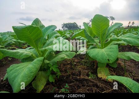 Nicotiana tabacum Stock Photo