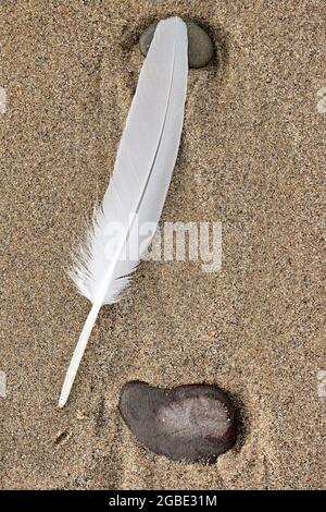 Closeup of brown feathers and plumage of a wild bird Stock Photo