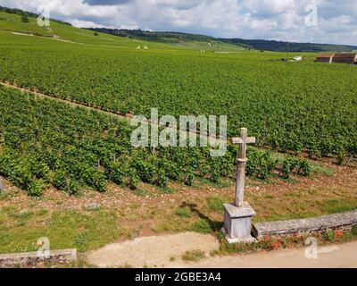 Aerian view on walled green grand cru and premier cru vineyards with rows of pinot noir grapes plants in Cote de nuits, making of famous red and white Stock Photo