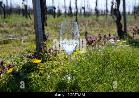 Wine production in Netherlands, white wine tasting glass close-up on spring vineyard Stock Photo