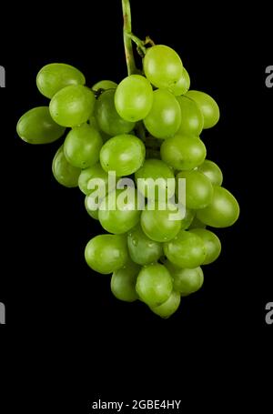 A bunch of table grapes, white pouring, on a black background isolated Stock Photo