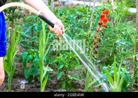 Elderly unrecognizable man holding watering hose. A gardener waters green plants, red flowers at home garden at sunny summer day. Plants care concept. Stock Photo