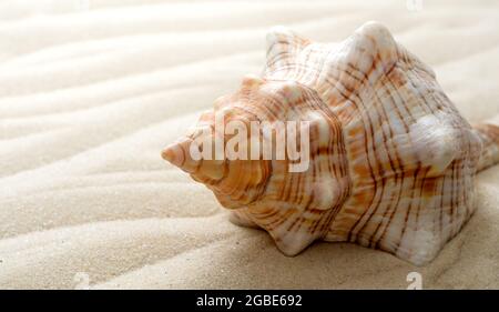 Big seashell on the sand on the beach, close up Stock Photo