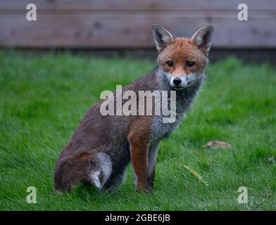 Wimbledon, London, UK. 3 August 2021. Fully grown young urban fox relaxing on the lawn of a suburban London garden at 21.00pm. Credit: Malcolm Park/Alamy Live News.
