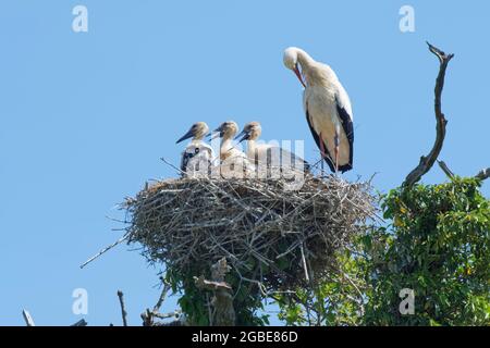 White stork (Ciconia ciconia) parent preening beside three large chicks on their nest in an Oak tree, Knepp Estate, Sussex, UK, June 2021. Stock Photo
