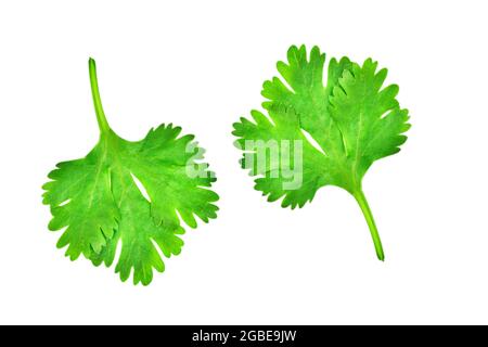 Coriander Leave Isolated On White Background With Clipping Path Stock Photo