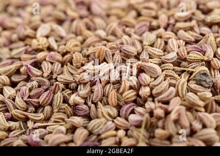 Closeup Of Koptic Caraway, Macro Image Of Bishop Seeds Stock Photo