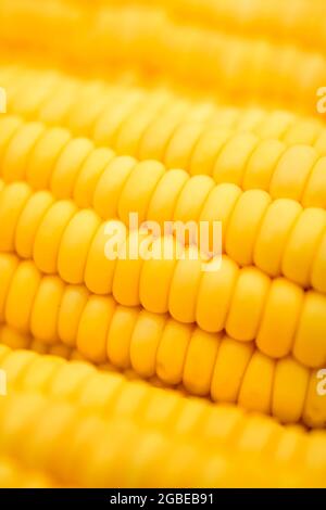 Closeup of Fresh corn on cobs , macro corn cob Stock Photo
