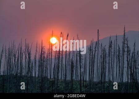 Sunrise through fire burned trees, Banff National Park, Alberta Stock Photo