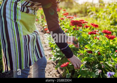 Woman gardener picking red zinnias in summer garden using pruner. Cut flowers harvest Stock Photo