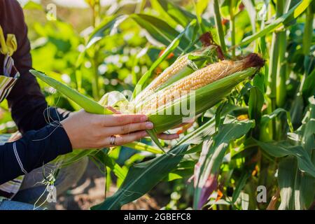 Gardener checks and picks corn in summer garden. Harvesting vegetables on farm. Healthy organic food Stock Photo