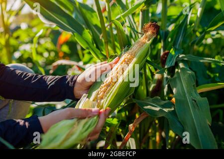 Gardener checks and picks corn in summer garden. Harvesting vegetables on farm. Healthy organic food Stock Photo