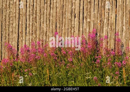 Purple inflorescence and green leaves of the Fireweed (Chamerion angustifolium) growing on old wooden barn wall background Stock Photo