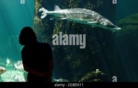 A silhouette of a young boy (9 yr old) looking at a sturgeon in an aquarium Stock Photo