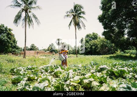 In this image, a young African girl standing under palm trees amid a cultivated field is watering cabbage plants Stock Photo