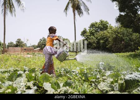 In this image, a small African girl is watering some plants with a big heavy metal can on the outskirts of a village Stock Photo