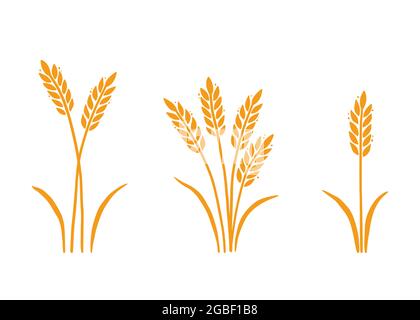 Wheat, barley, rice icon. Hand drawn sketch style oat with grain. Wheat isolated vector illustration. Golden color barley. Stock Vector