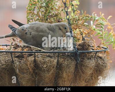 Mother Mourning Dove and her Two Babies Nested in a Hanging Flower Basket During and After Feeding Stock Photo