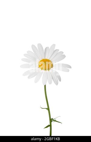 White daisy with stem isolated on white background  Stock Photo