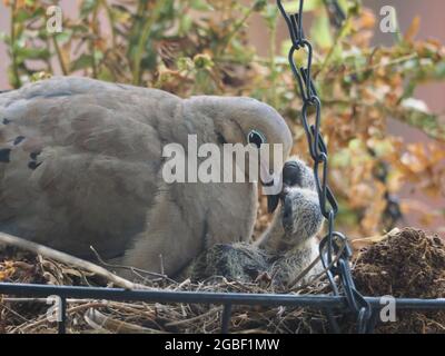 Mother Mourning Dove and her Two Babies Nested in a Hanging Flower Basket During and After Feeding Stock Photo