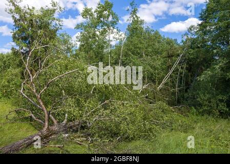 Felled old birch at the edge of the forest on a sunny July day. Hurricane aftermath Stock Photo