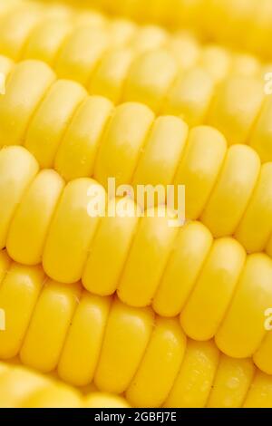 Closeup Of Ripe Corncob Stock Photo