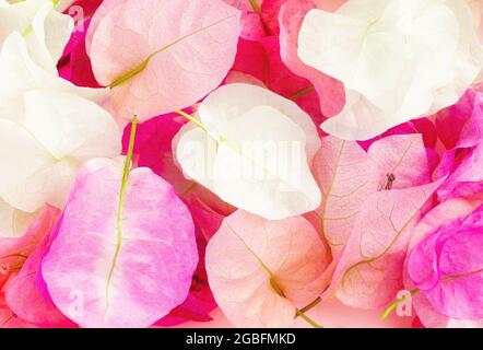 Beautiful pink bougainvillea background. View from above. Background with copy space. Stock Photo