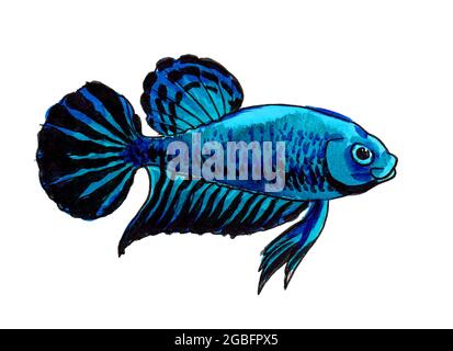 Blue colored magic fish swims on a turquoise background. Illustration drawn  in watercolor and ink Stock Photo - Alamy