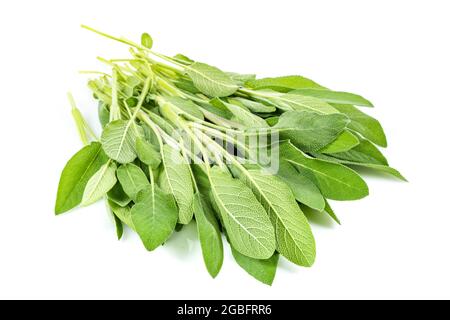 Fresh Sage herb isolated on white background Macro photo. Stock Photo