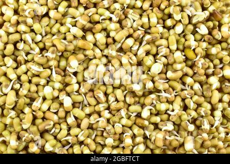 Top View Of Mung Bean Sprouts, Sprouted Mung Bean Texture Stock Photo