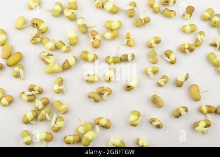 Mung Bean Sprouts Scattered On White Background Stock Photo