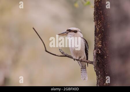 Laughing Kookaburra sitting in a tree.  Stock Photo