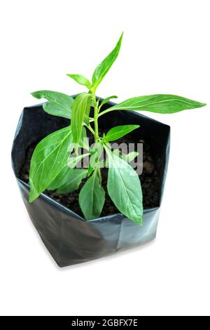 Herbal medicine plant Andrographis paniculata in black plastic, focus selective. Stock Photo