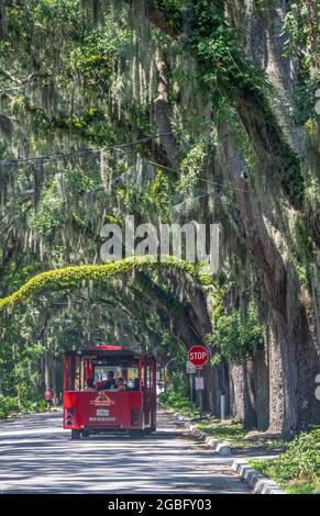 St. Augustine tour train under the tree canopy of century old oaks with Spanish moss along Magnolia Street in St. Augustine, Florida. (USA) Stock Photo