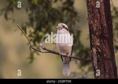 Laughing Kookaburra sitting in a tree.  Stock Photo