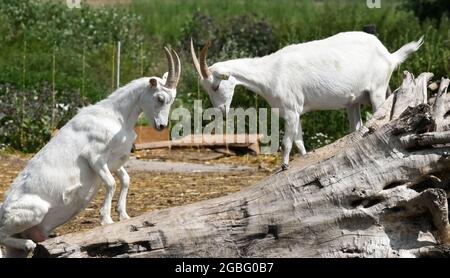 Flatow, Germany. 30th July, 2021. Two female goats fence out a battle for the top spot on a root on the grounds of the Karolinenhof goat dairy near Kremmen. The goat farm has been here since 1992, producing 20 different types of raw milk cheese from 100 percent goat's milk in its own cheese dairy. Fresh milk, yoghurt, cakes and fresh fruit and vegetables are also on offer. The products are sold exclusively in the farm shop and the associated meadow café. Meanwhile, dairy sheep, Scottish Highland cattle and bantams are also kept. Credit: Jens Kalaene/dpa-Zentralbild/ZB/dpa/Alamy Live News Stock Photo