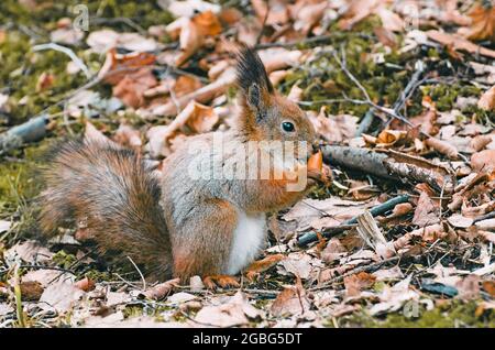 Red squirrel in the forest eating nuts and acorns. Stock Photo