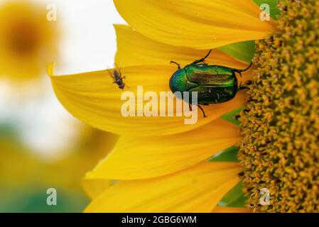 Fly and bright green rose chafer beetle on sunflower petals, macro shot Stock Photo