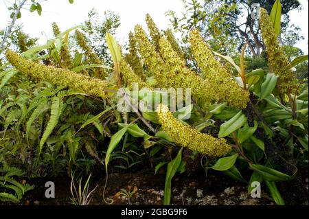 Multiple large male flower stalks of Nepenthes ampullaria, carnivorous pitcher plant, Borneo, Malaysia Stock Photo