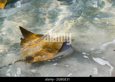 Fever of stingrays (cow nose rays) in Sanibel Island, Florida Stock Photo