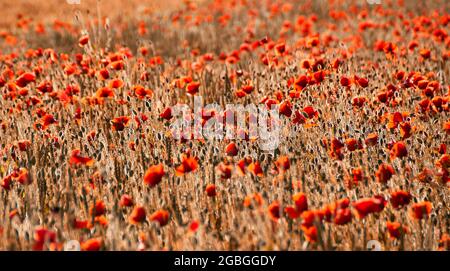 red bright  and beautiful flowers poppies are lighted up by a sun Stock Photo