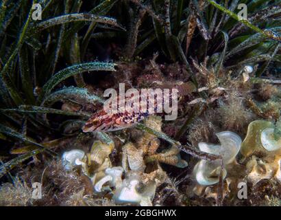 A Five Spotted Wrasse (Symphodus roissali) in the Mediterranean Sea Stock Photo