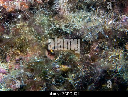 A Longstriped Blenny (Parablennius rouxi) in the Mediterranean Sea Stock Photo