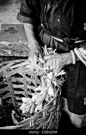 Closeup of women's hands weaving corn husk Stock Photo